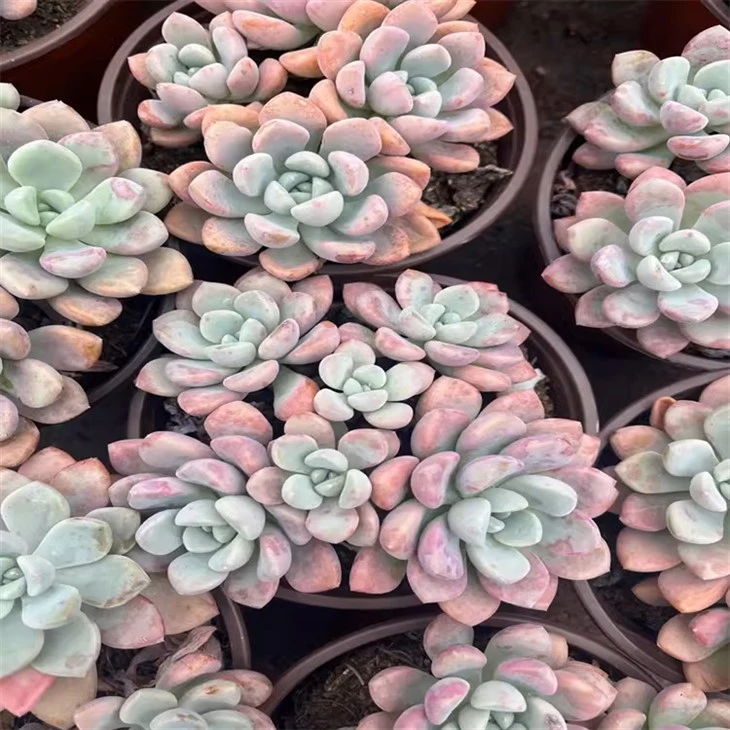 Graptopetalum Spotted Deer
