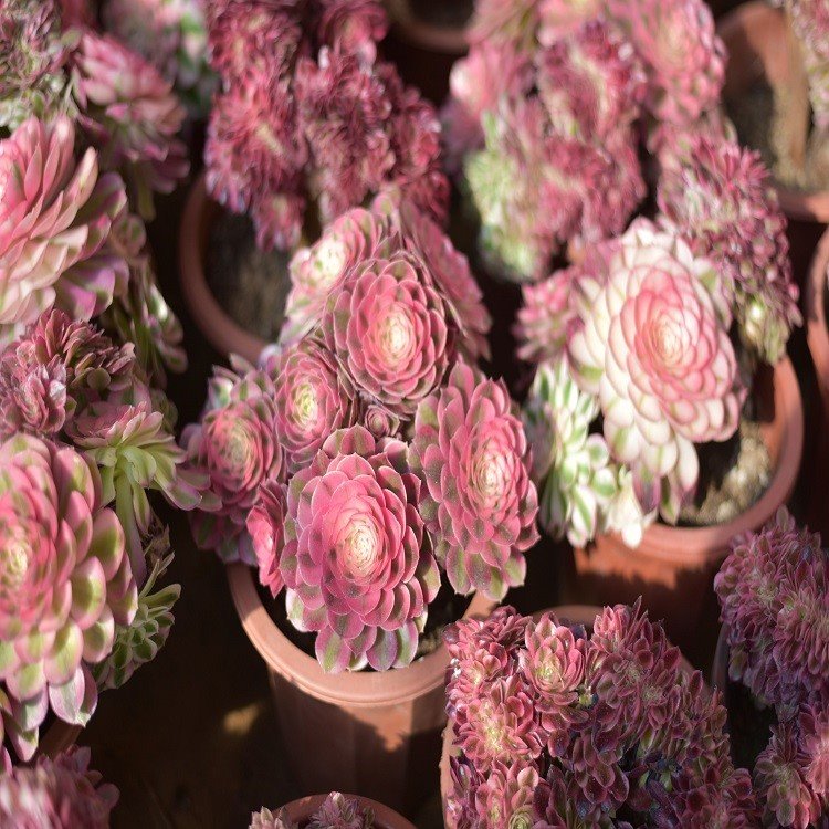 Aeonium Qingcheng Crested suppliers