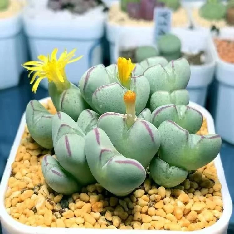 Conophytum Bilobum suppliers