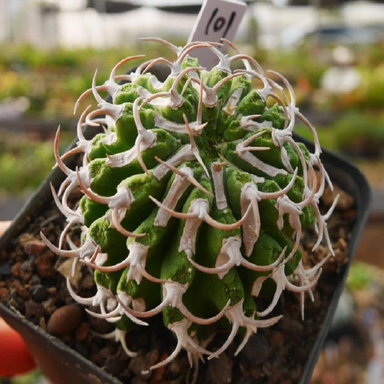 Euphorbia Columnaris factory