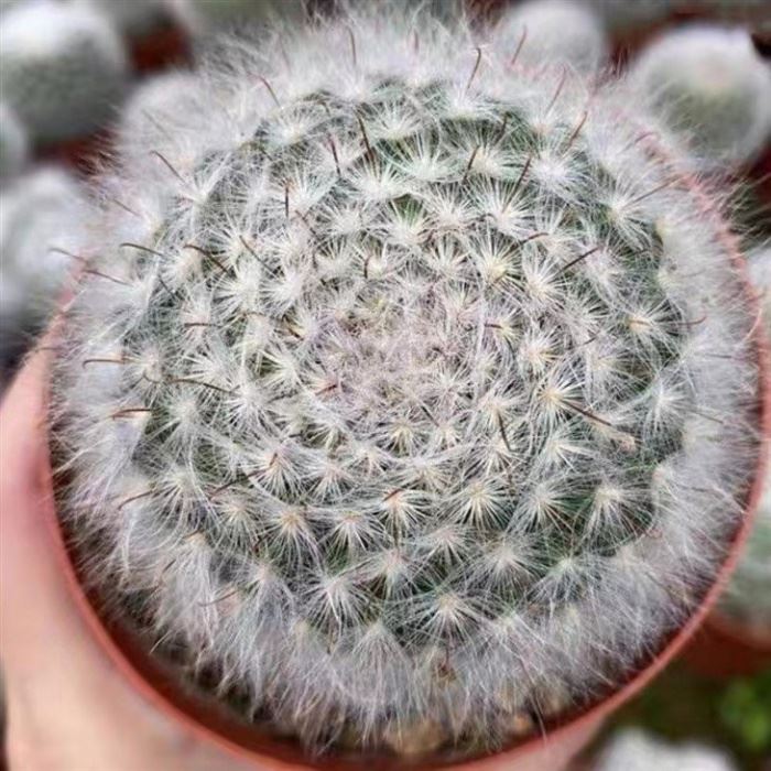 Mammillaria Guelzowiana