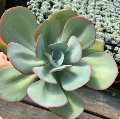 1733368058736 1733368058736