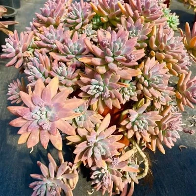 Graptosedum 'Francesco Baldi'