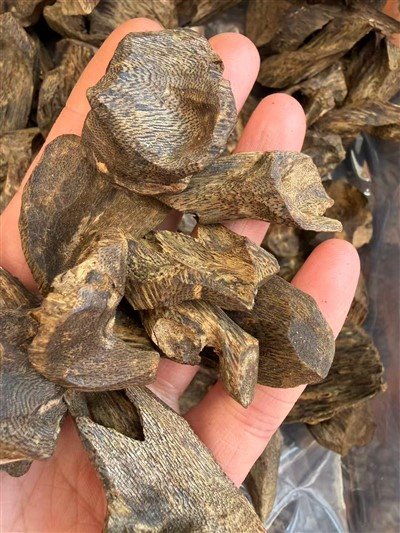 Aquilaria Sinensis