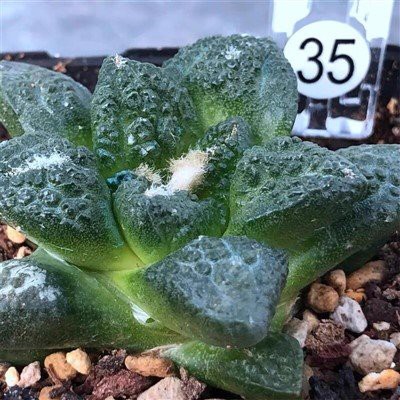 Ariocarpus Fissuratus