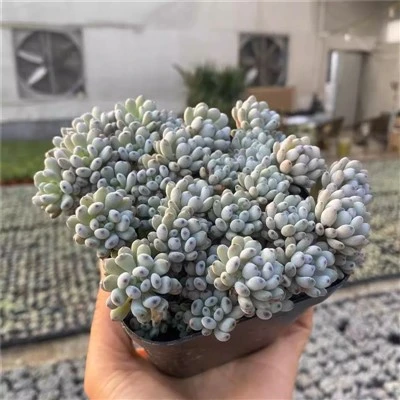 Graptopetalum Pachyphyllum Rose