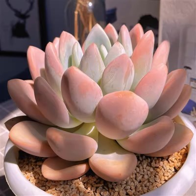 Граптоверия "Opalina"