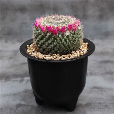 Mammillaria Hahniana