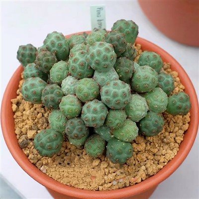 Opuntia Stricta