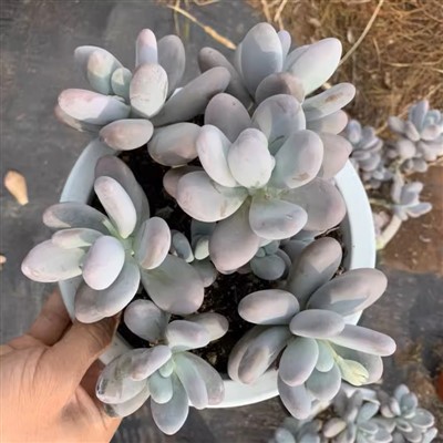 Pachyphytum Oviferum